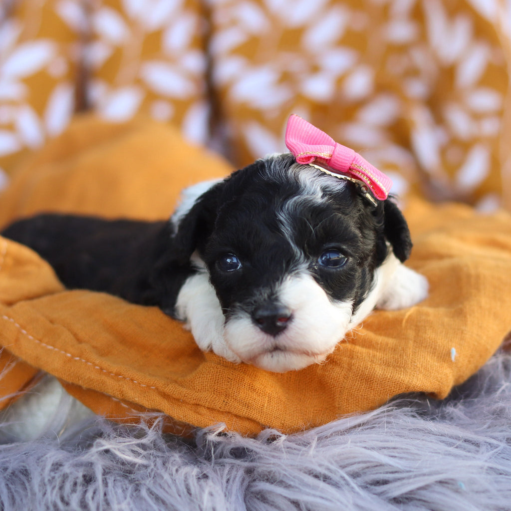 Daisy