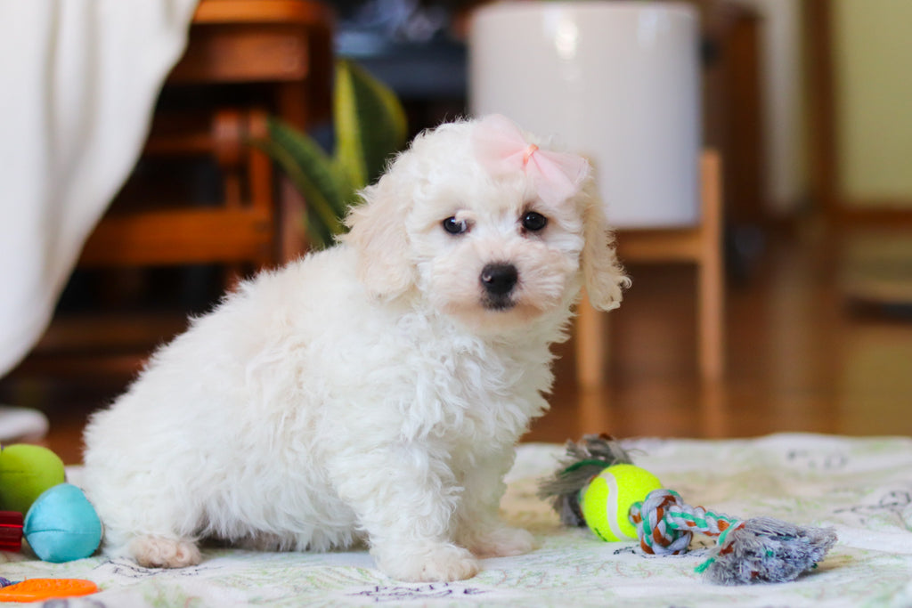 Hermione - Available Now