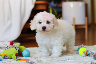 Hermione - Available Now