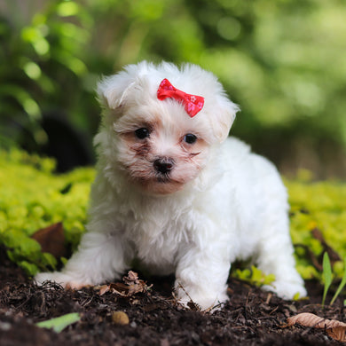 Shelby - Available 7/2