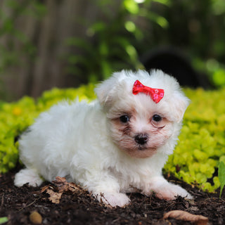 Shelby - Available 7/2