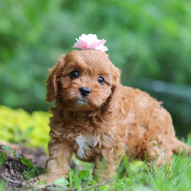Posey - Available 7/2