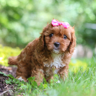 Polly - Available 7/2
