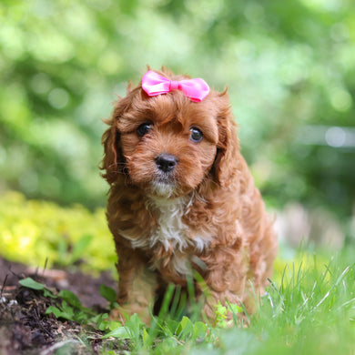 Polly - Available 7/2