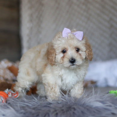 Teenie - Available 4/23