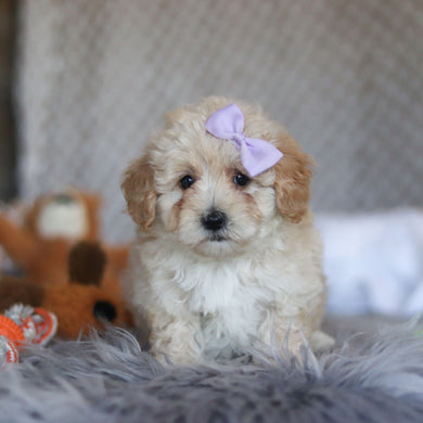 Teenie - Available 4/23