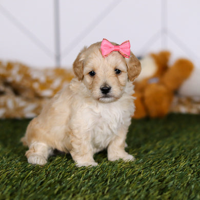 Teenie - Available 4/23