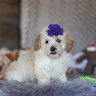 Twila - Available 4/23