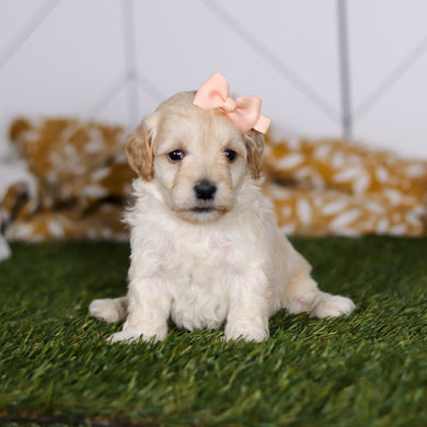 Twila - Available 4/23