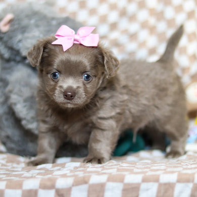 Gizmo - Available 5/14