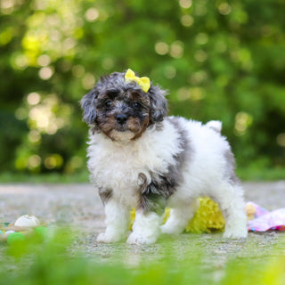 Franny - Available 6/18