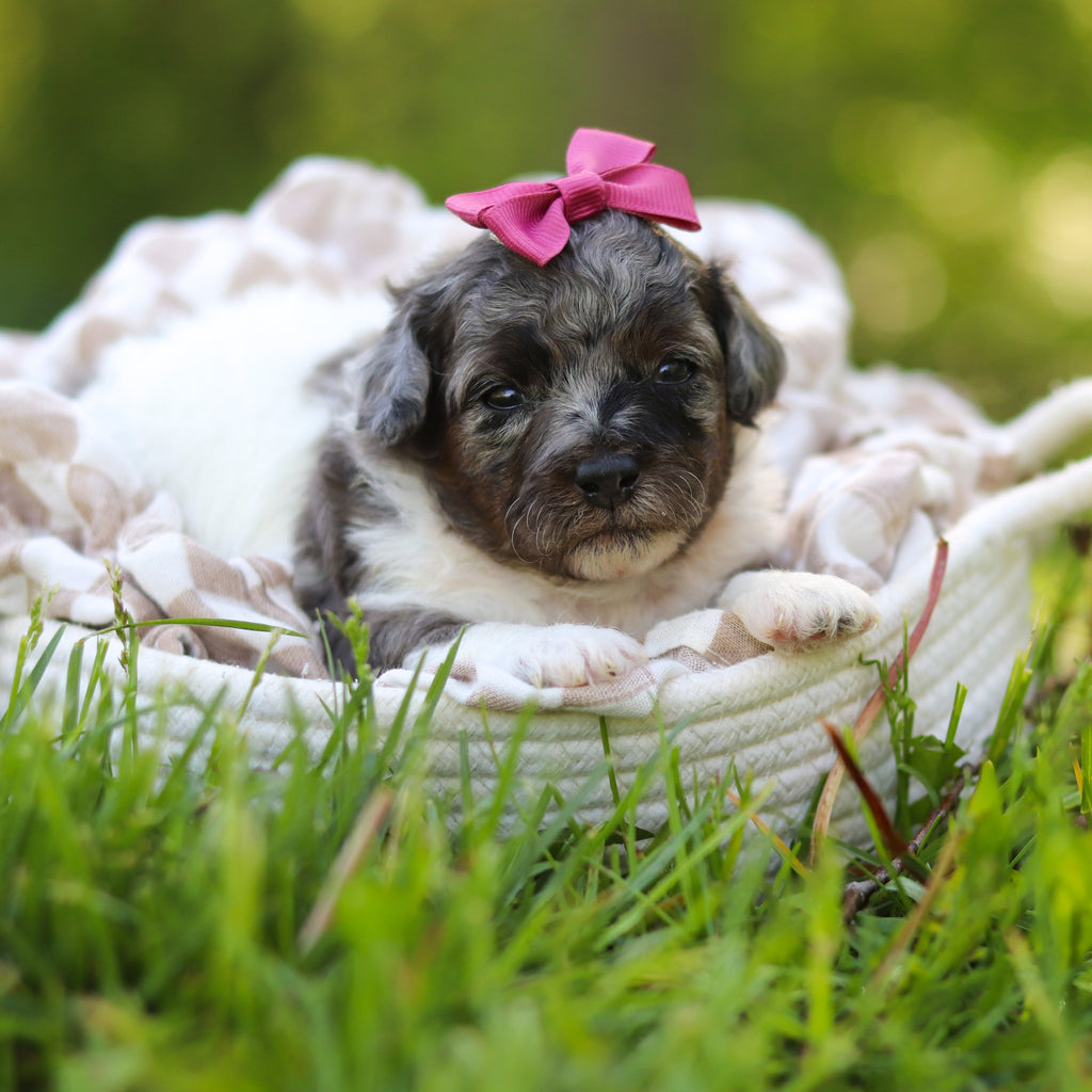 Franny - Available 6/18