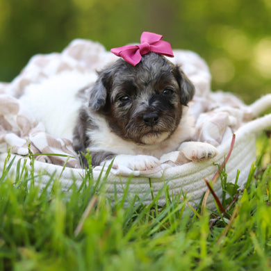 Franny - Available 6/18