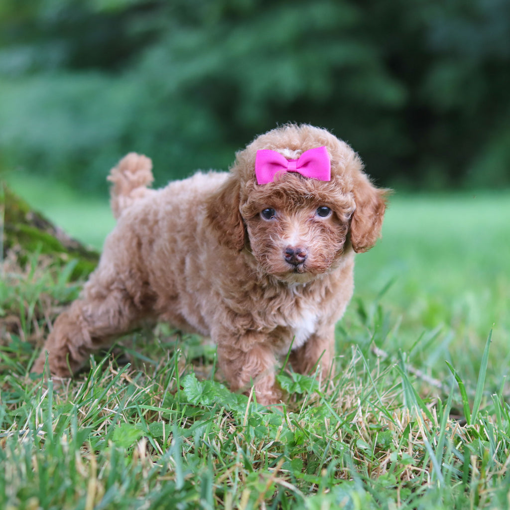 Shelly - Available 7/23