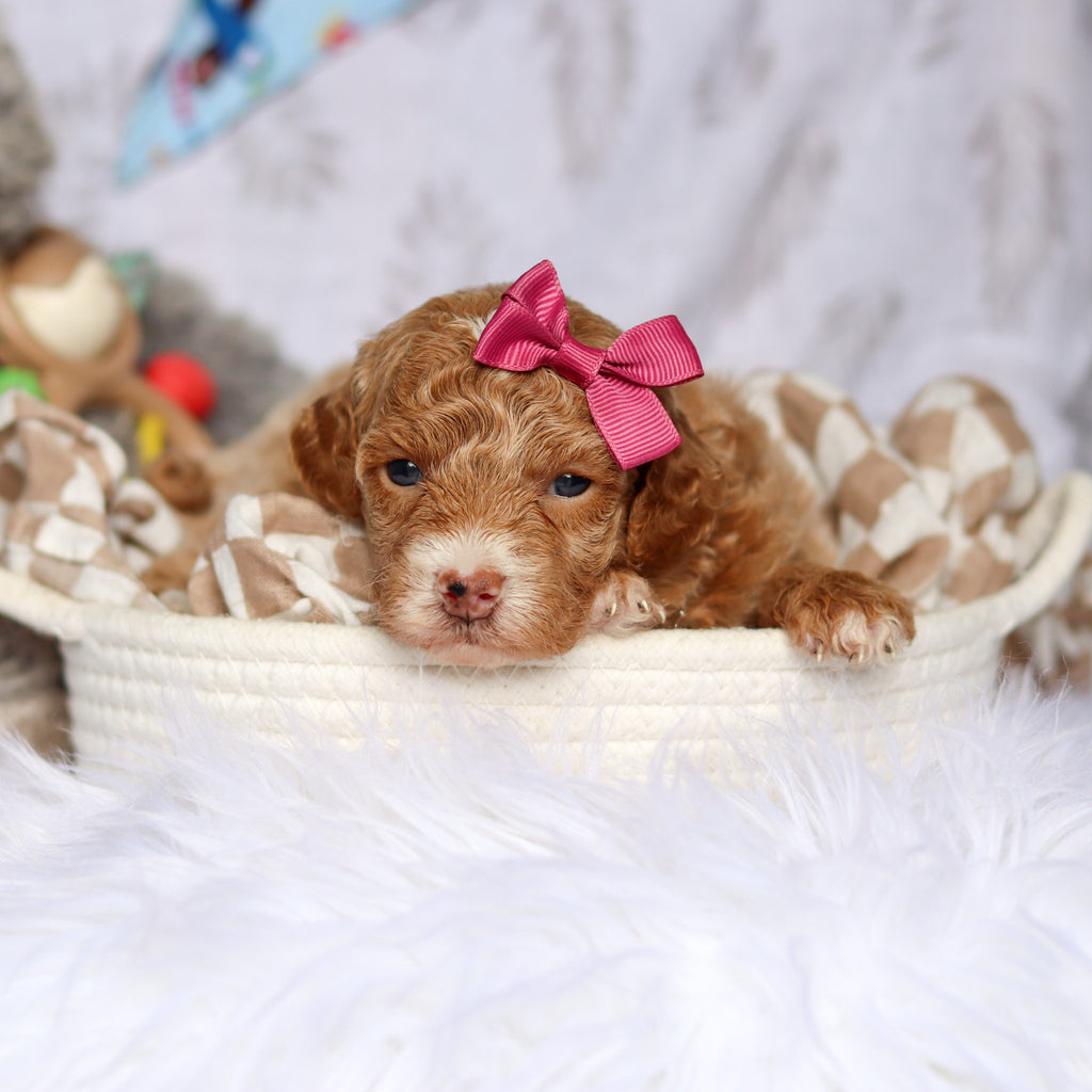 Shelly - Available 7/23