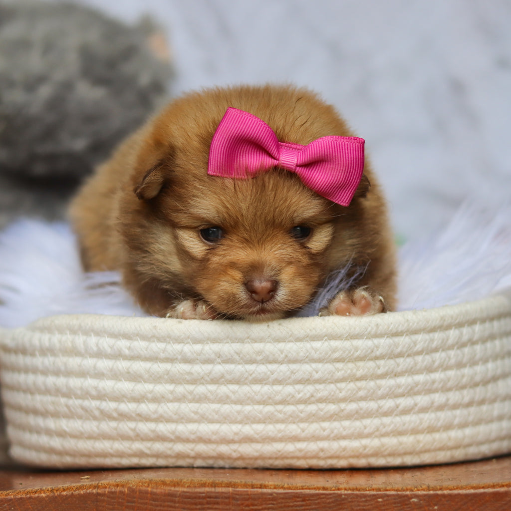 Hazel - Available 6/25