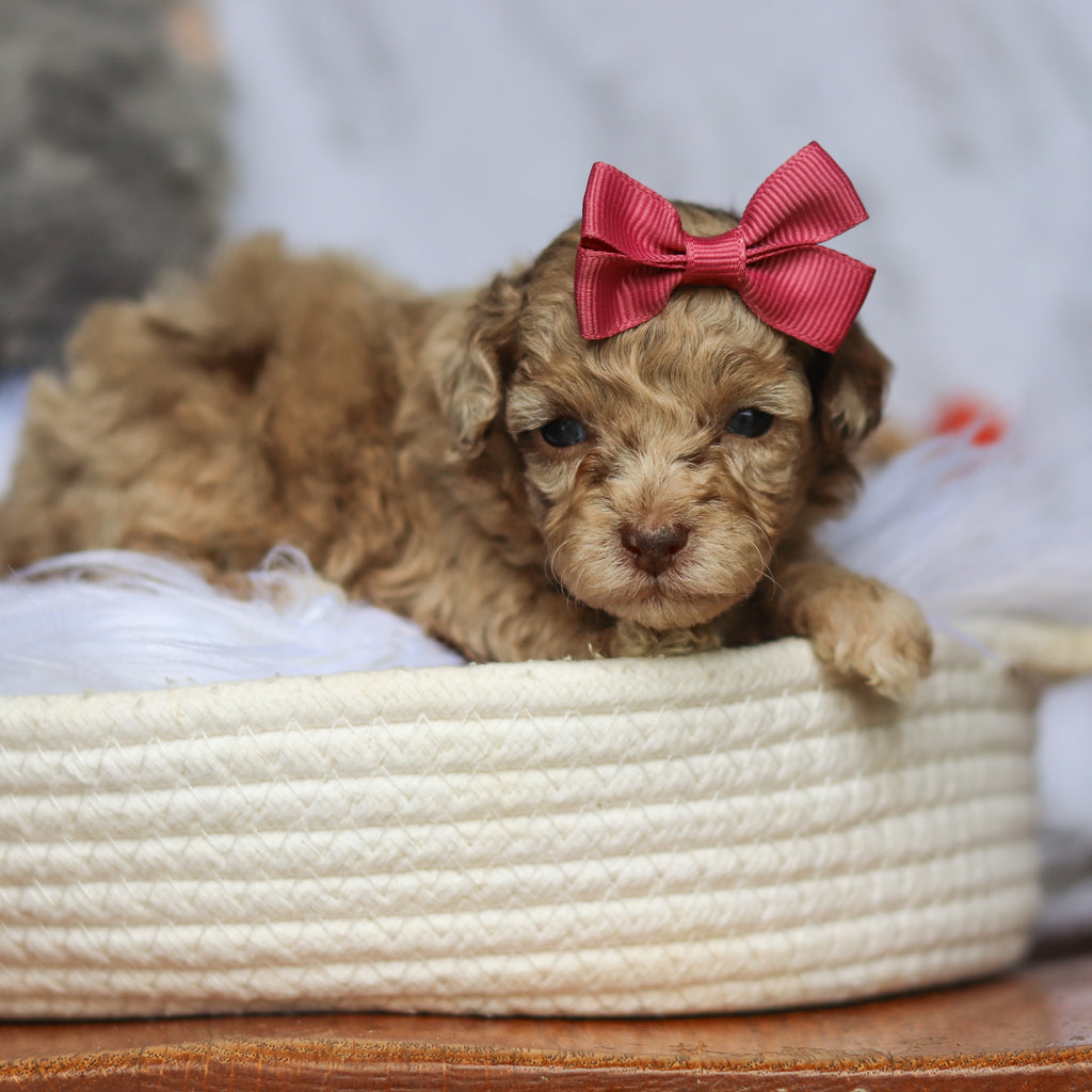 Stella - Available 6/25
