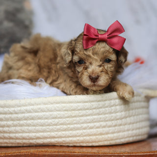 Stella - Available 6/25