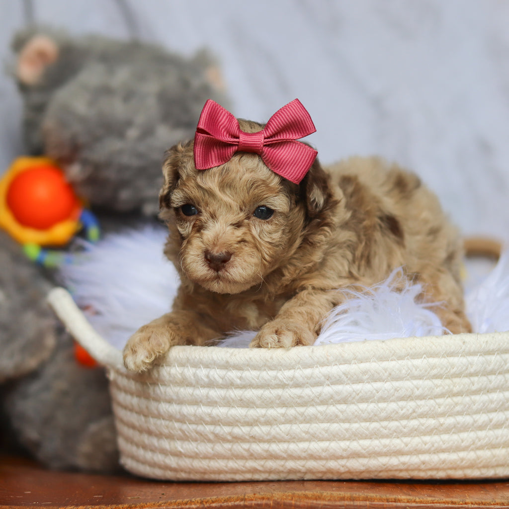 Stella - Available 6/25