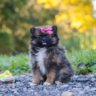 Glenda - Available 10/15