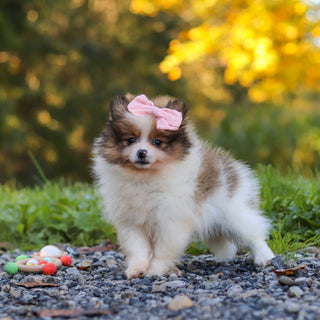 Gillian - Available 10/15