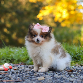 Gillian - Available 10/15