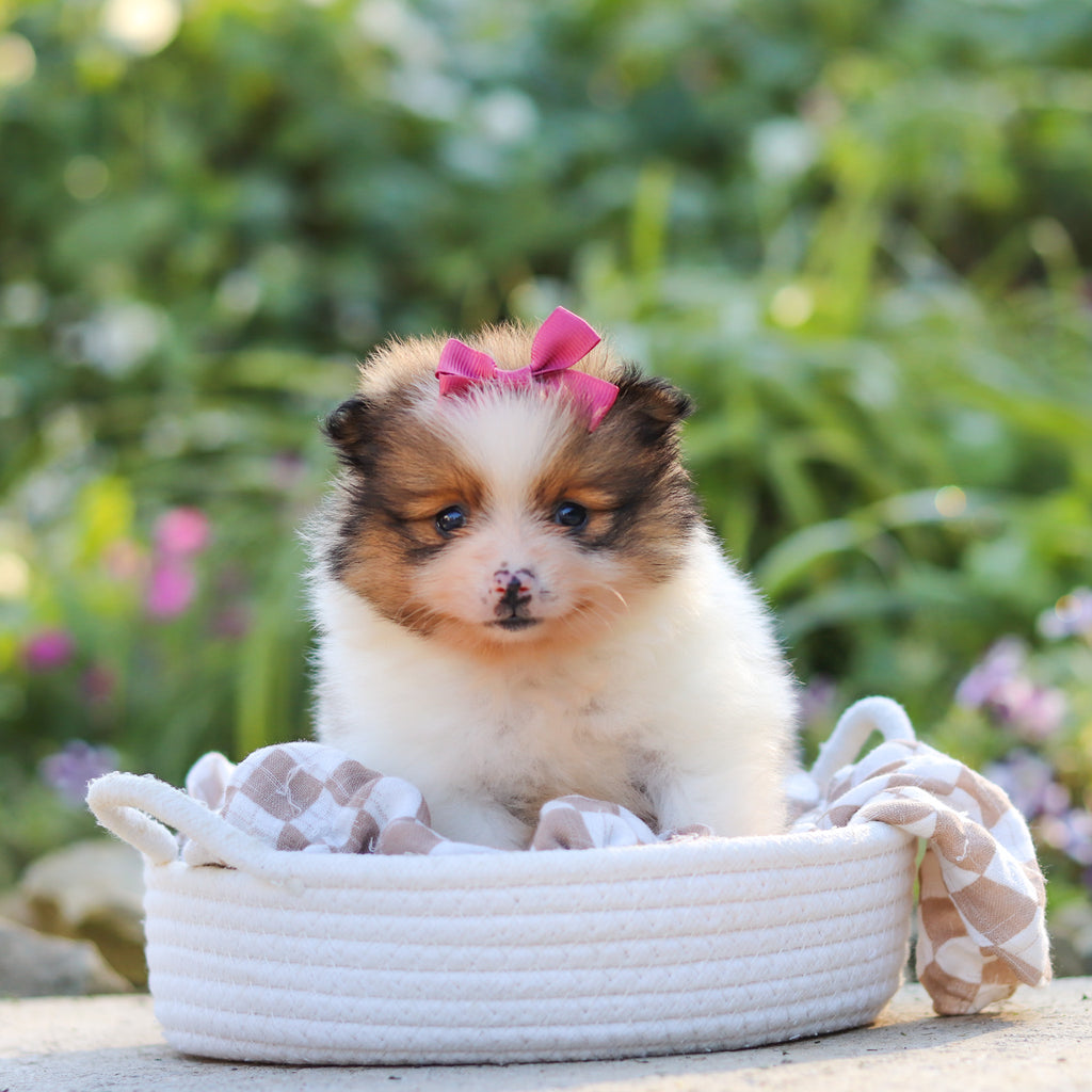 Gillian - Available 10/15