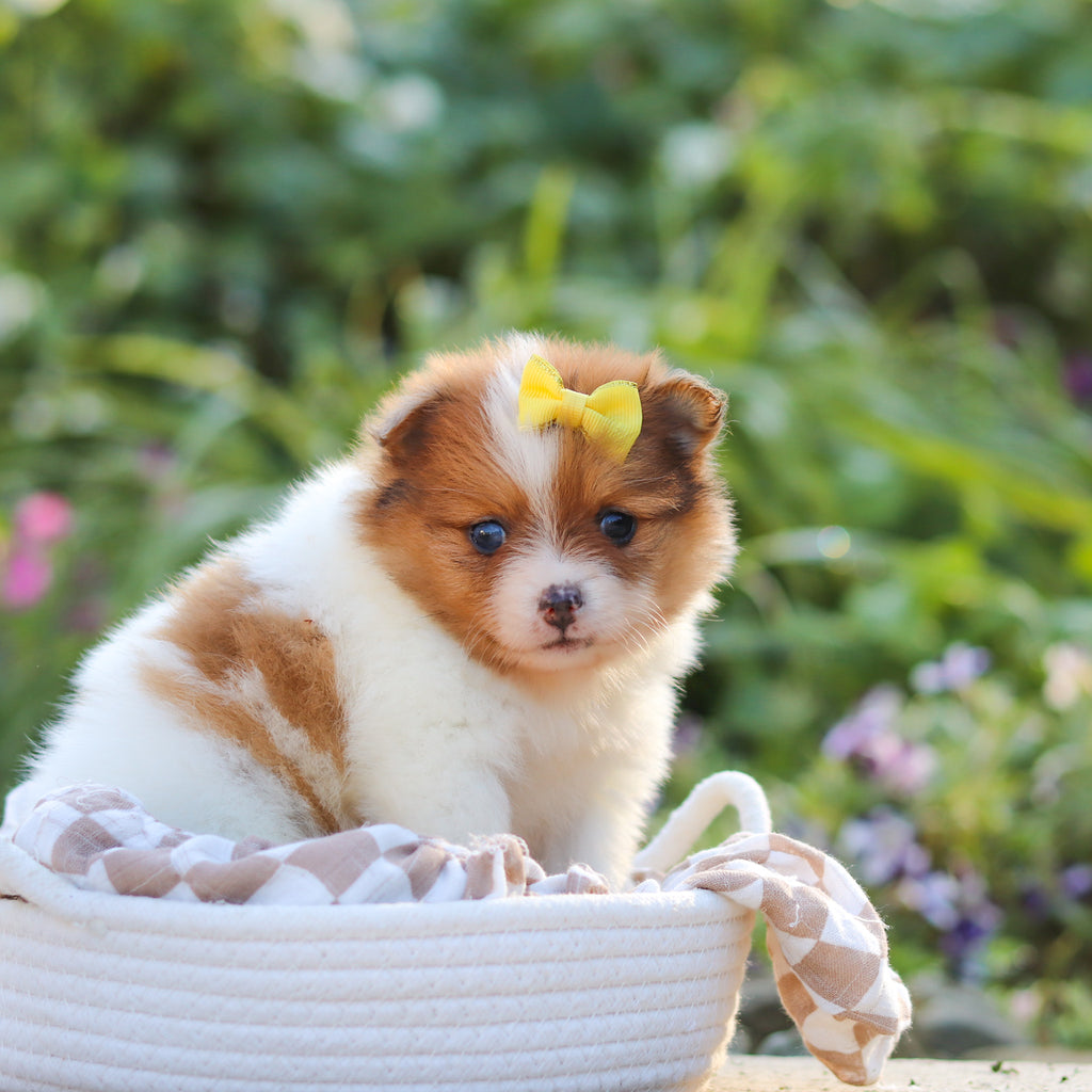 Gladys - Available 10/15