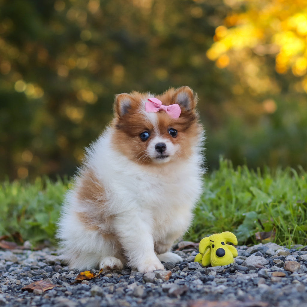 Gladys - Available 10/15