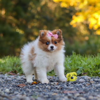 Gladys - Available 10/15