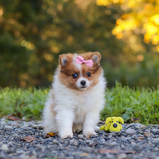 Gladys - Available 10/15