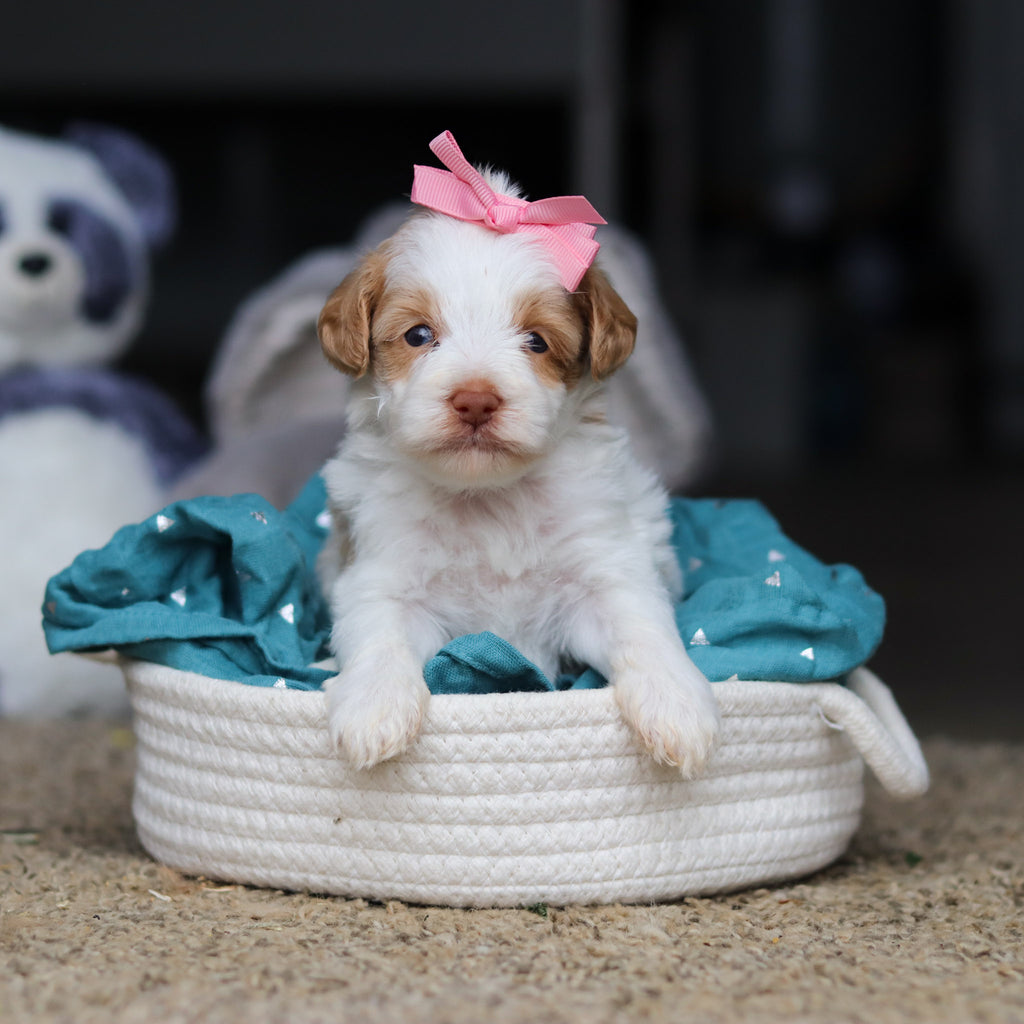 Sandy - Available 10/22