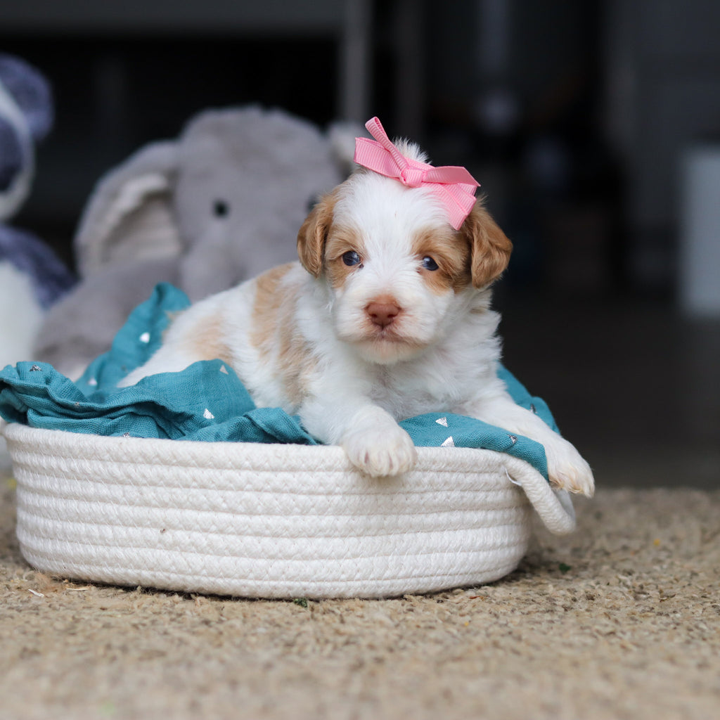Sandy - Available 10/22