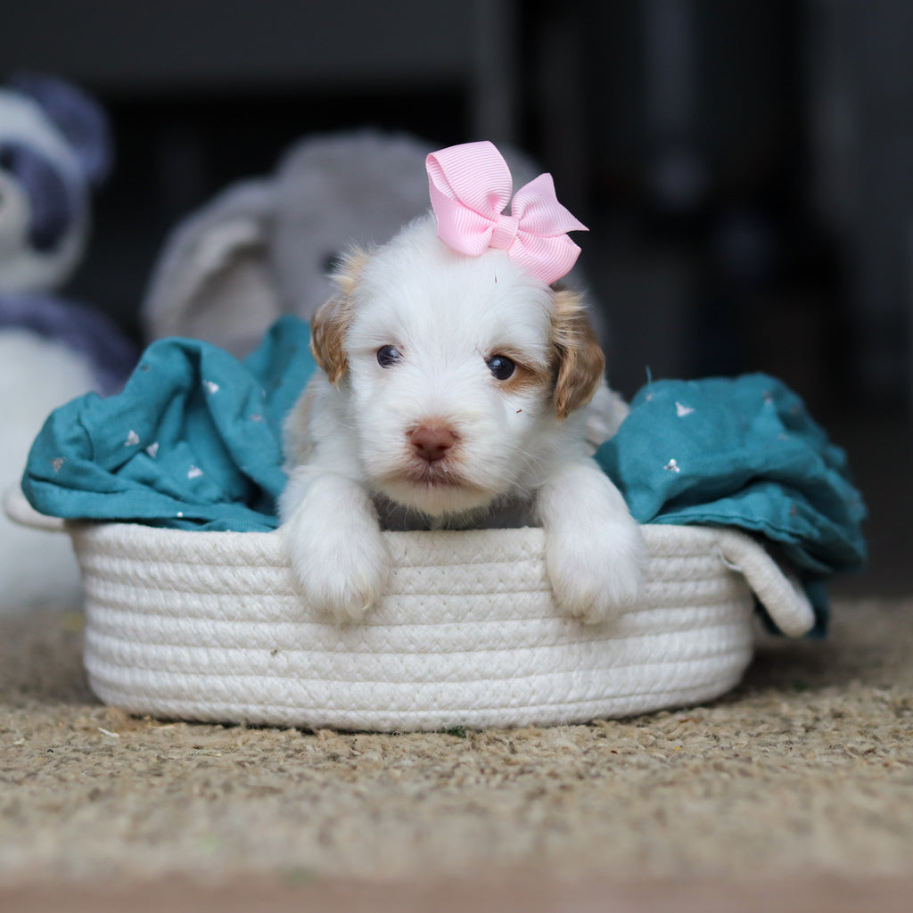 Sophie - Available 10/22
