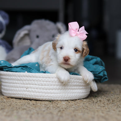 Sophie - Available 10/22