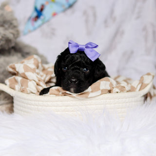 Phyllis - Available 7/23