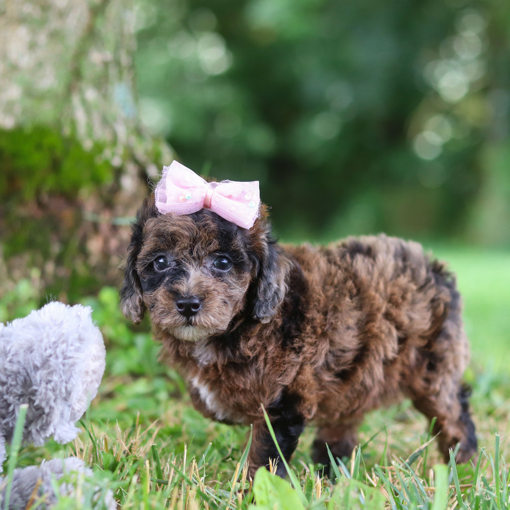 Piper - Available 7/23
