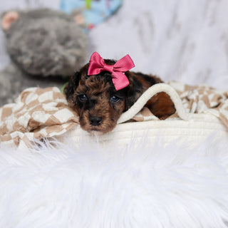 Piper - Available 7/23