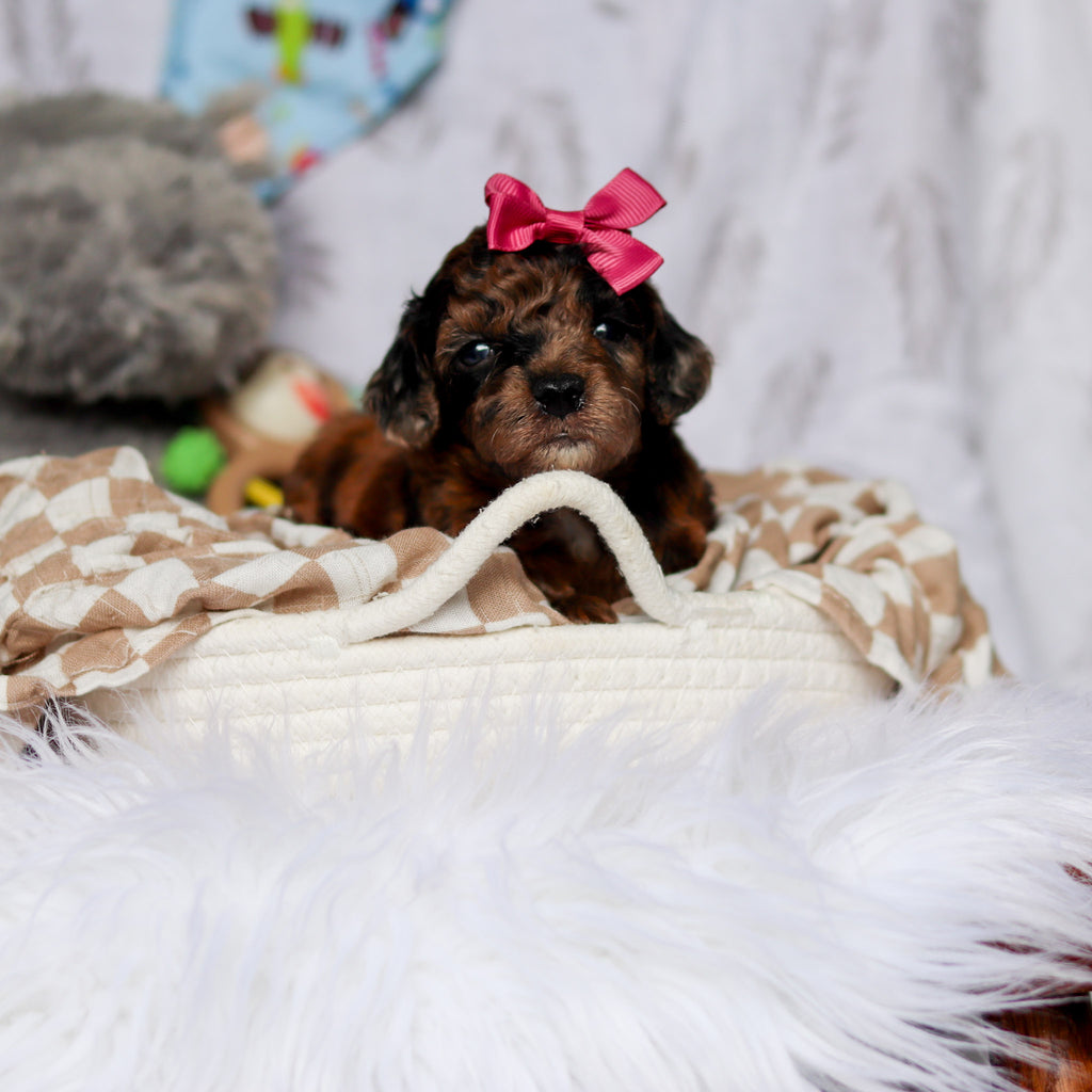 Piper - Available 7/23
