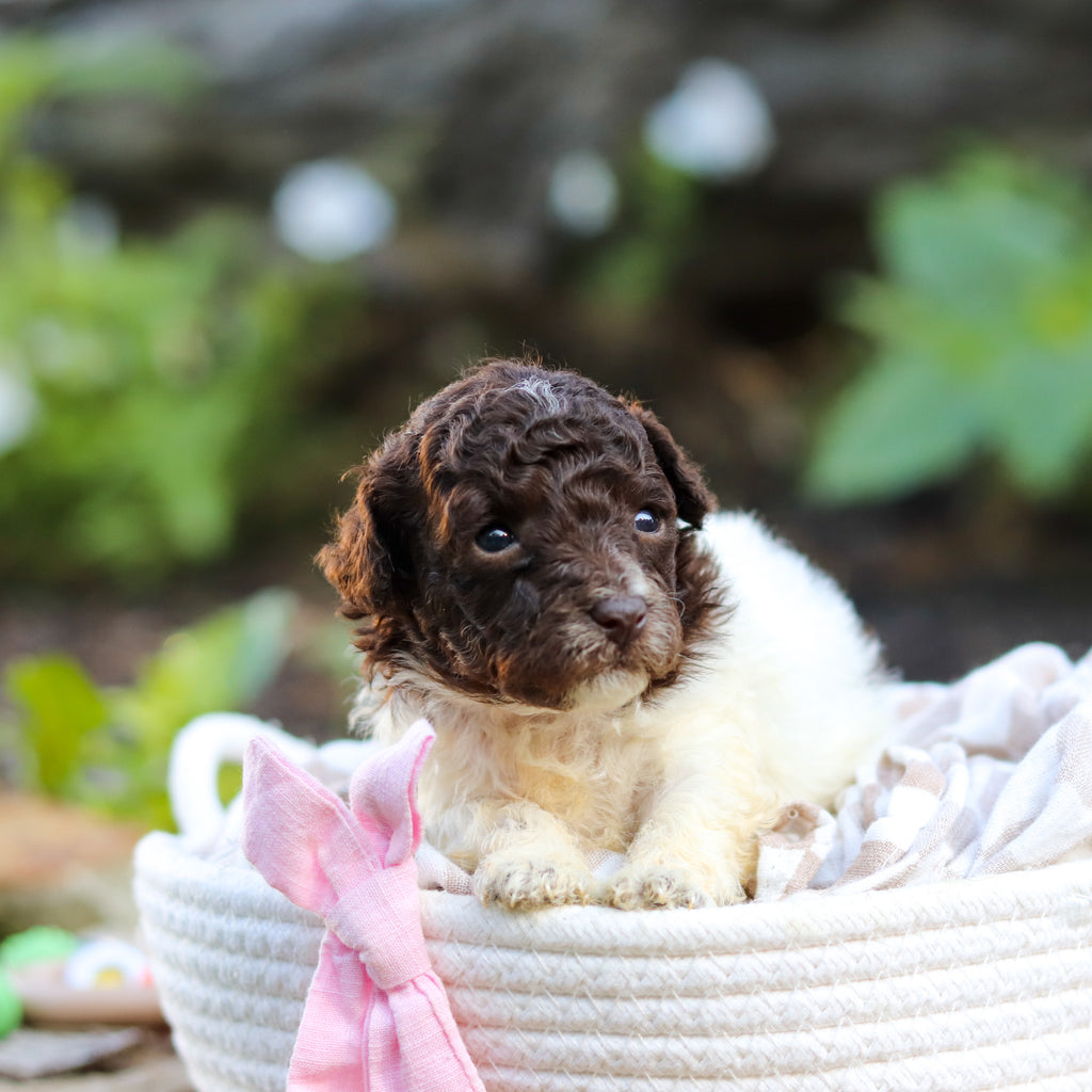 Wynona - Available 10/1