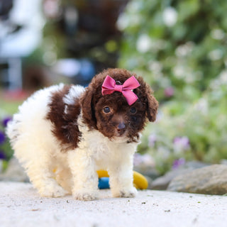 Wynona - Available 10/1