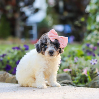 Willa - Available 10/1