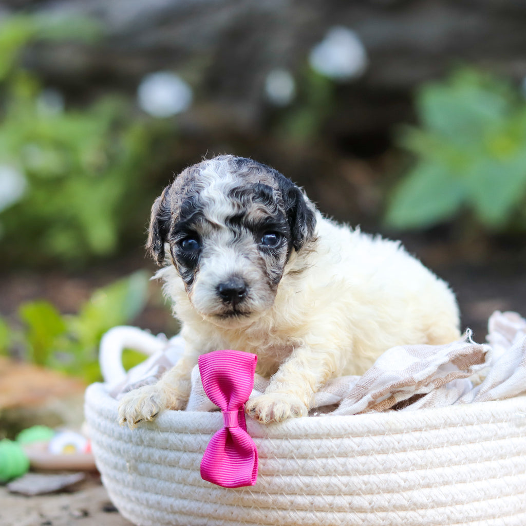 Willa - Available 10/1