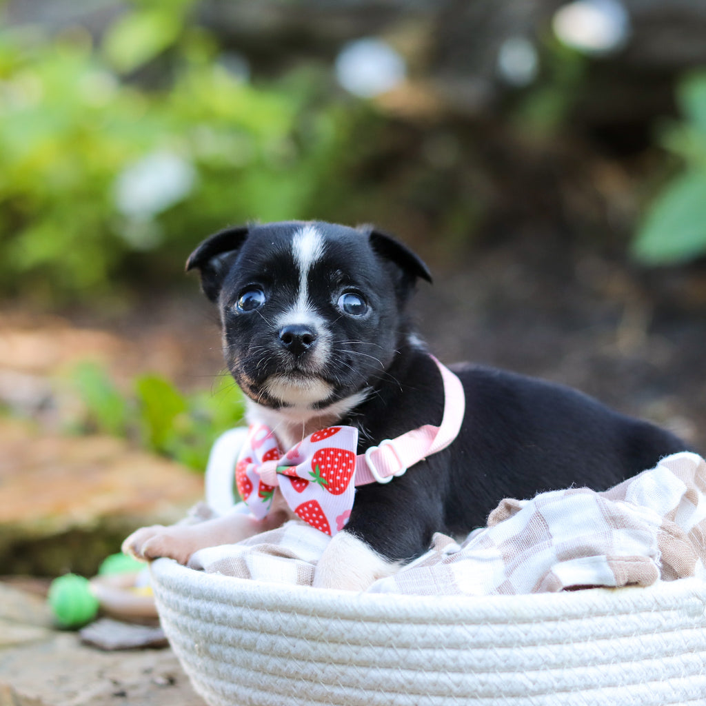 Lillian - Available 9/24