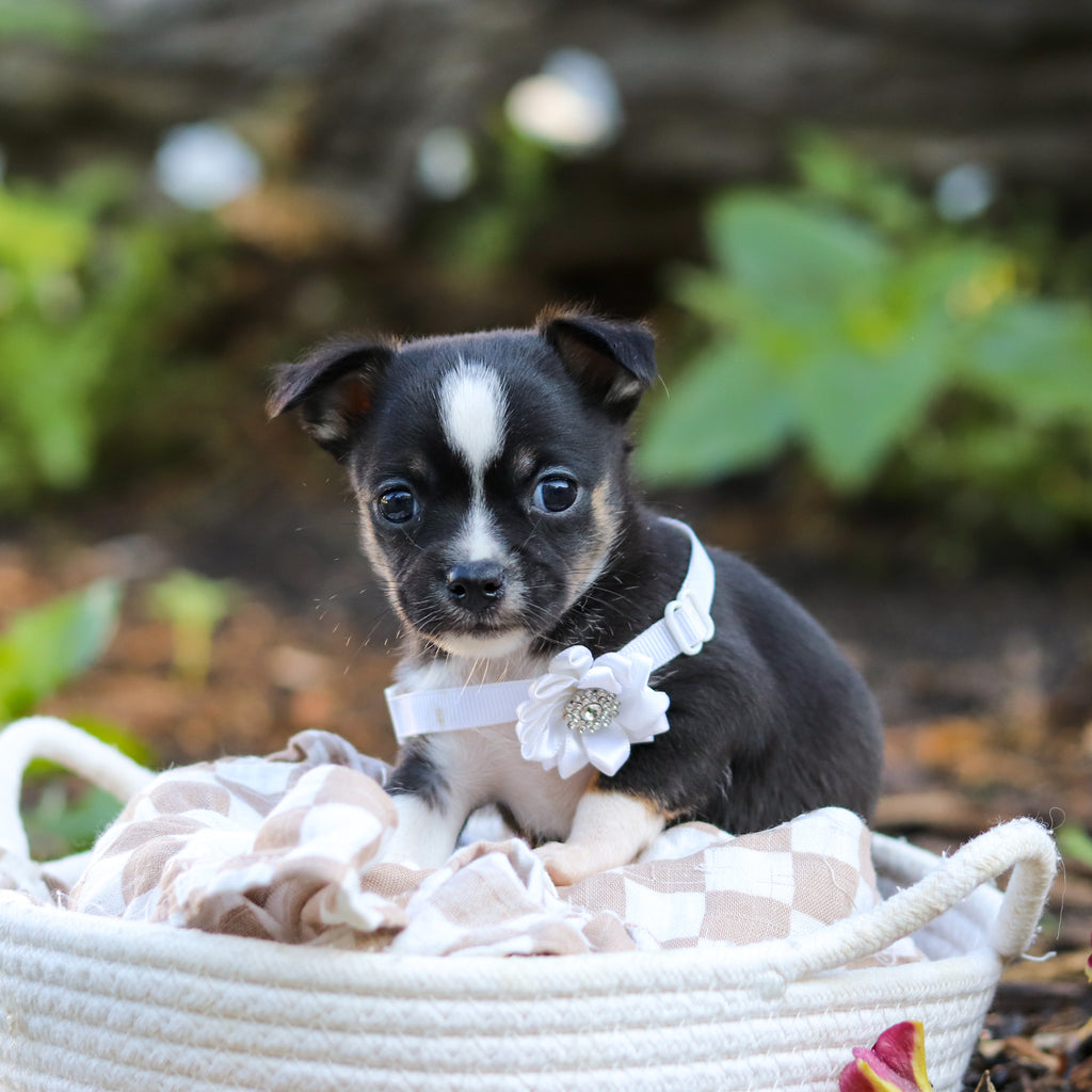 Luna - Available 9/24