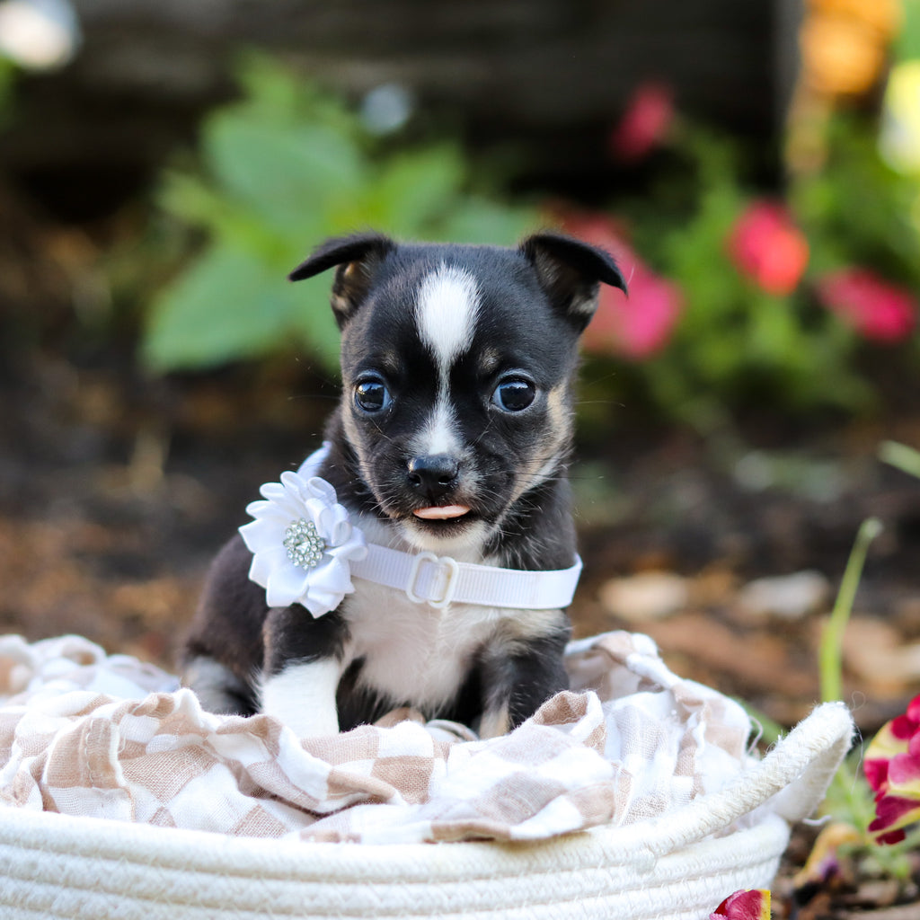 Luna - Available 9/24