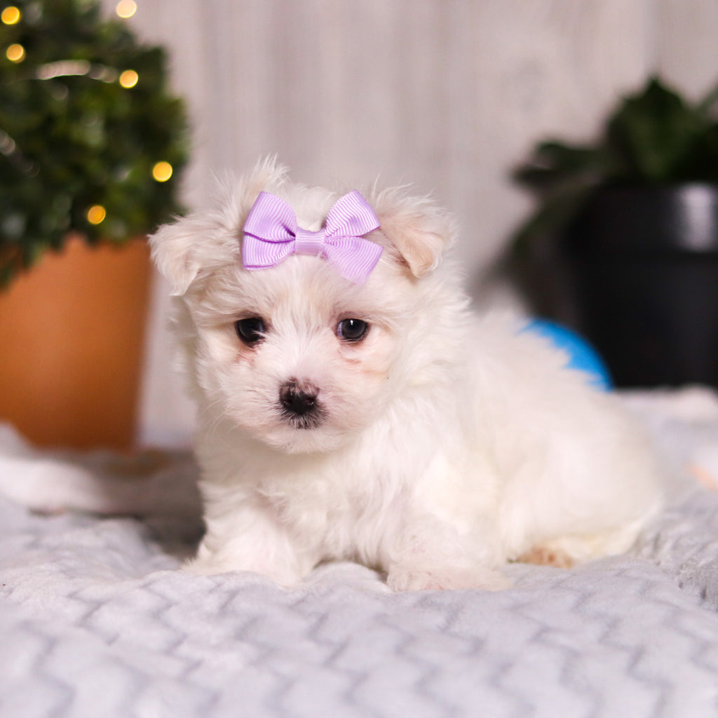 Janet - Available Now