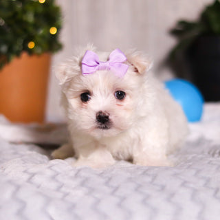 Janet - Available Now