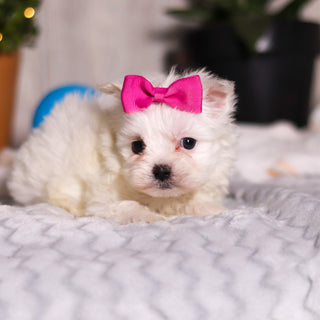 Jackie - Available 3/13