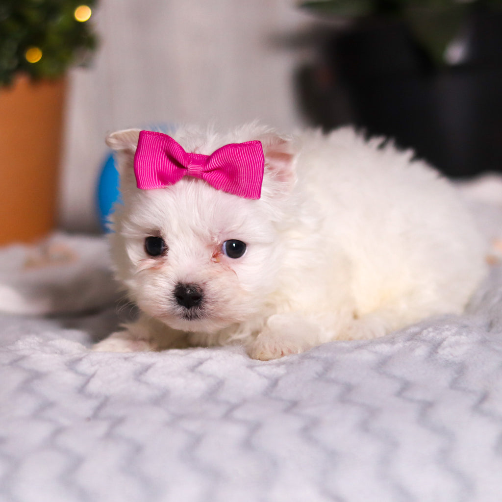 Jackie - Available 3/13